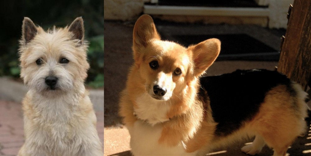 Dorgi vs Cairn Terrier - Breed Comparison