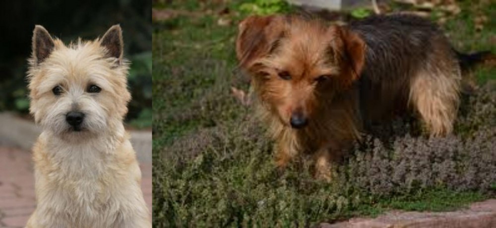 Dorkie vs Cairn Terrier - Breed Comparison