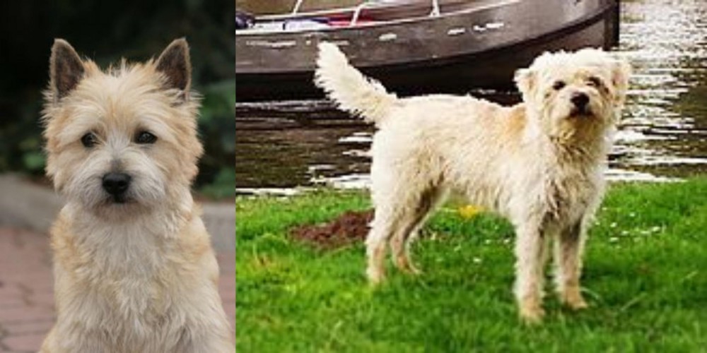 Dutch Smoushond vs Cairn Terrier - Breed Comparison