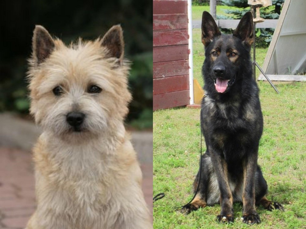 East German Shepherd vs Cairn Terrier - Breed Comparison