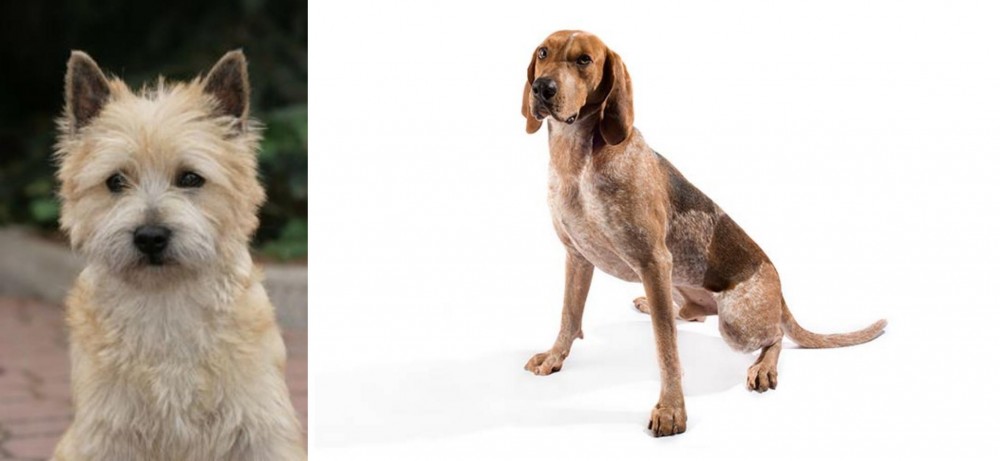 English Coonhound vs Cairn Terrier - Breed Comparison