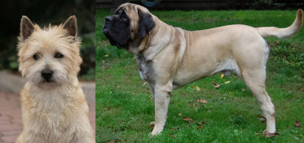 English Mastiff vs Cairn Terrier - Breed Comparison