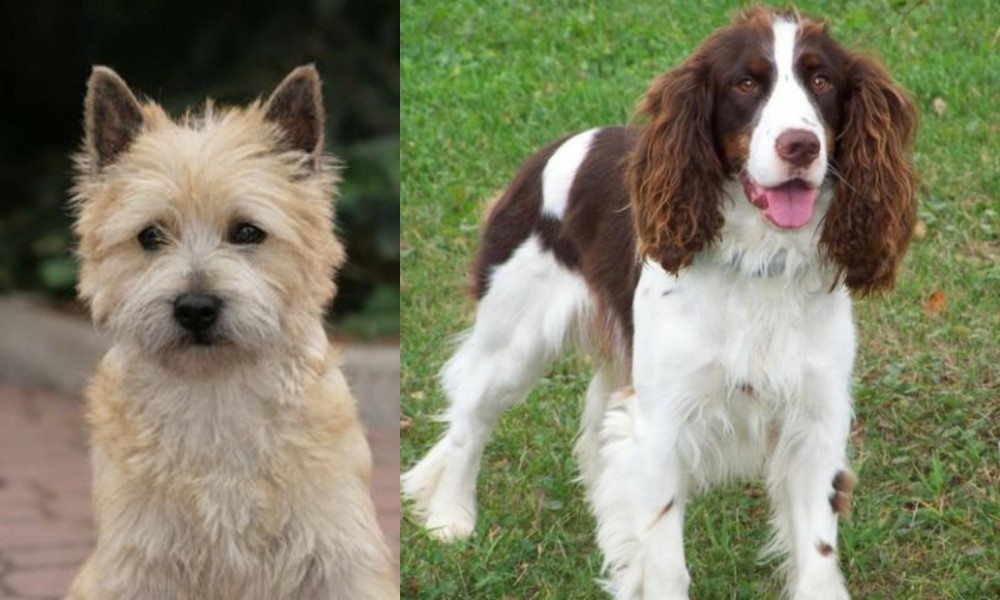 English Springer Spaniel vs Cairn Terrier - Breed Comparison