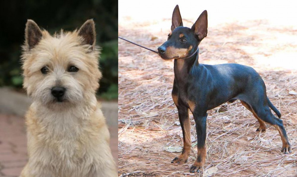 English Toy Terrier (Black & Tan) vs Cairn Terrier - Breed Comparison