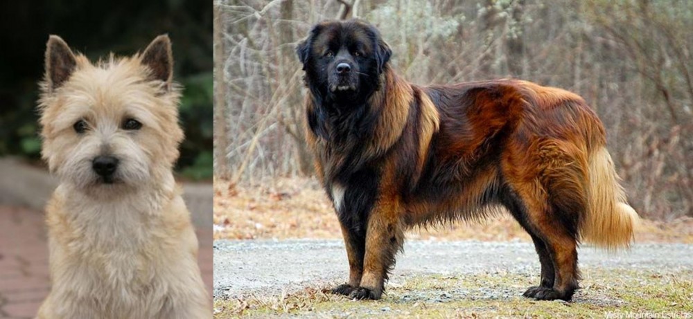 Estrela Mountain Dog vs Cairn Terrier - Breed Comparison