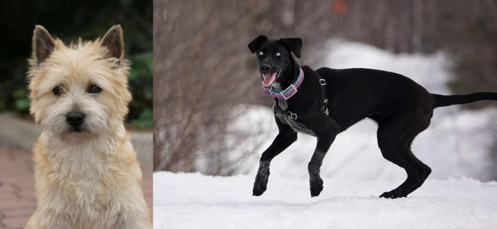 Eurohound vs Cairn Terrier - Breed Comparison