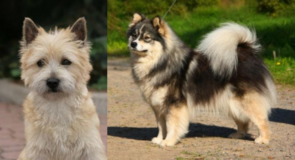 Finnish Lapphund vs Cairn Terrier - Breed Comparison