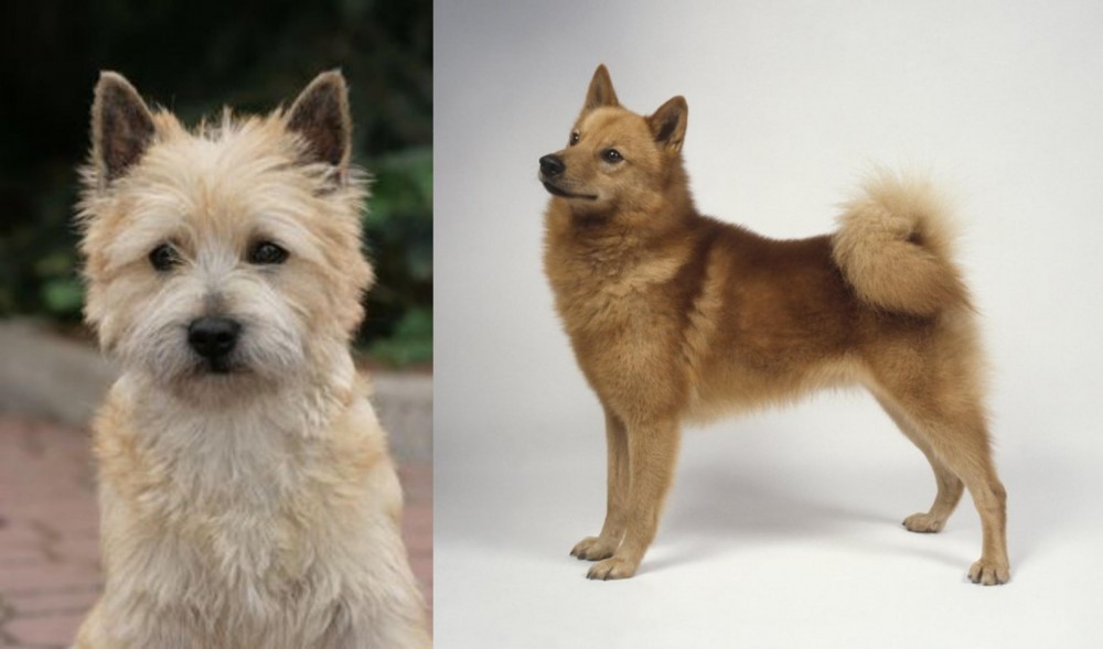 Finnish Spitz vs Cairn Terrier - Breed Comparison