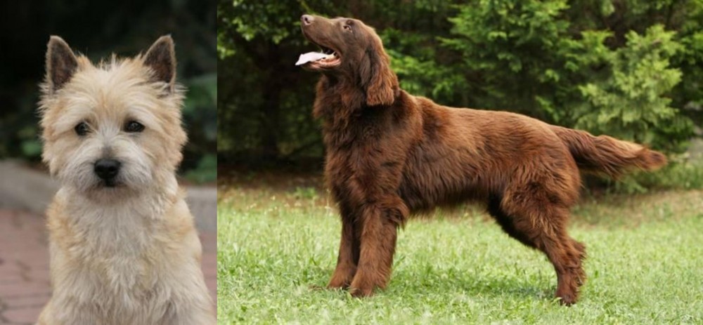 Flat-Coated Retriever vs Cairn Terrier - Breed Comparison
