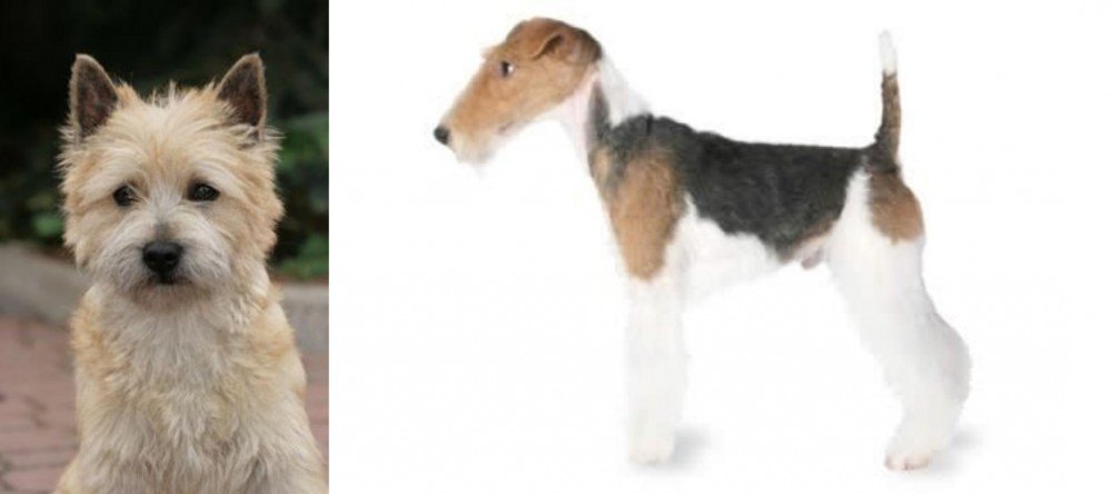 Fox Terrier vs Cairn Terrier - Breed Comparison