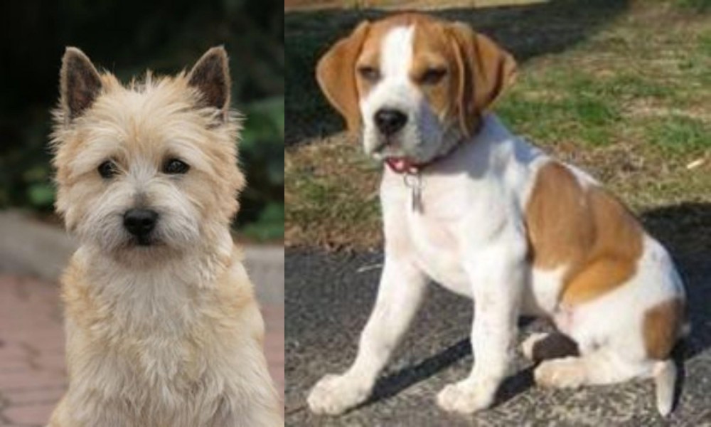 Francais Blanc et Orange vs Cairn Terrier - Breed Comparison