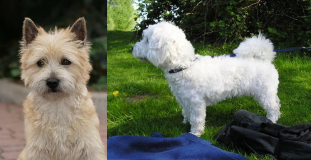 Franzuskaya Bolonka vs Cairn Terrier - Breed Comparison