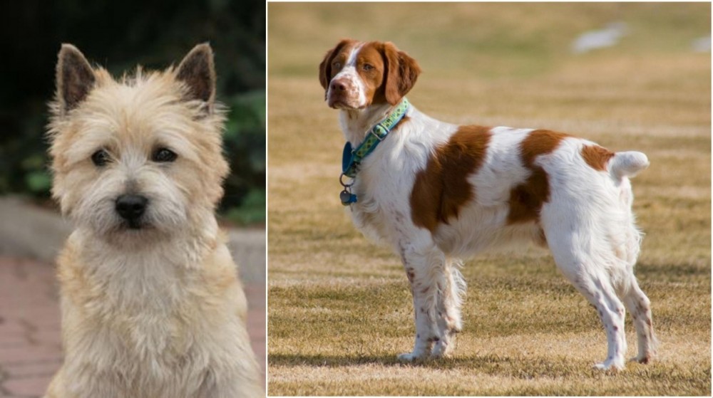 French Brittany vs Cairn Terrier - Breed Comparison
