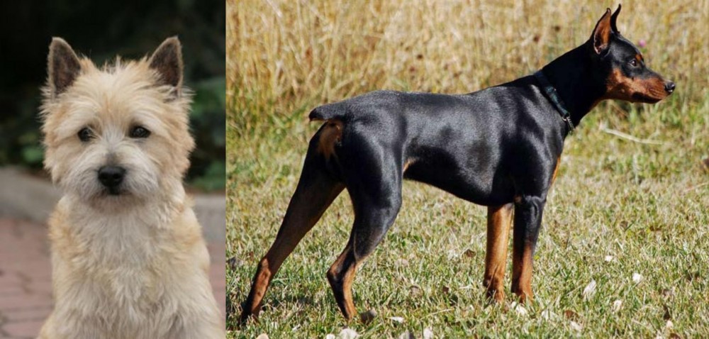 German Pinscher vs Cairn Terrier - Breed Comparison