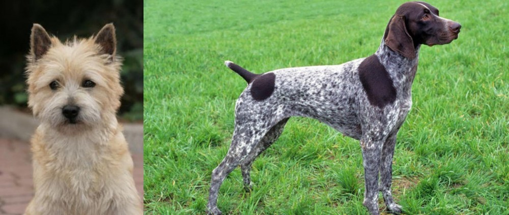 German Shorthaired Pointer vs Cairn Terrier - Breed Comparison