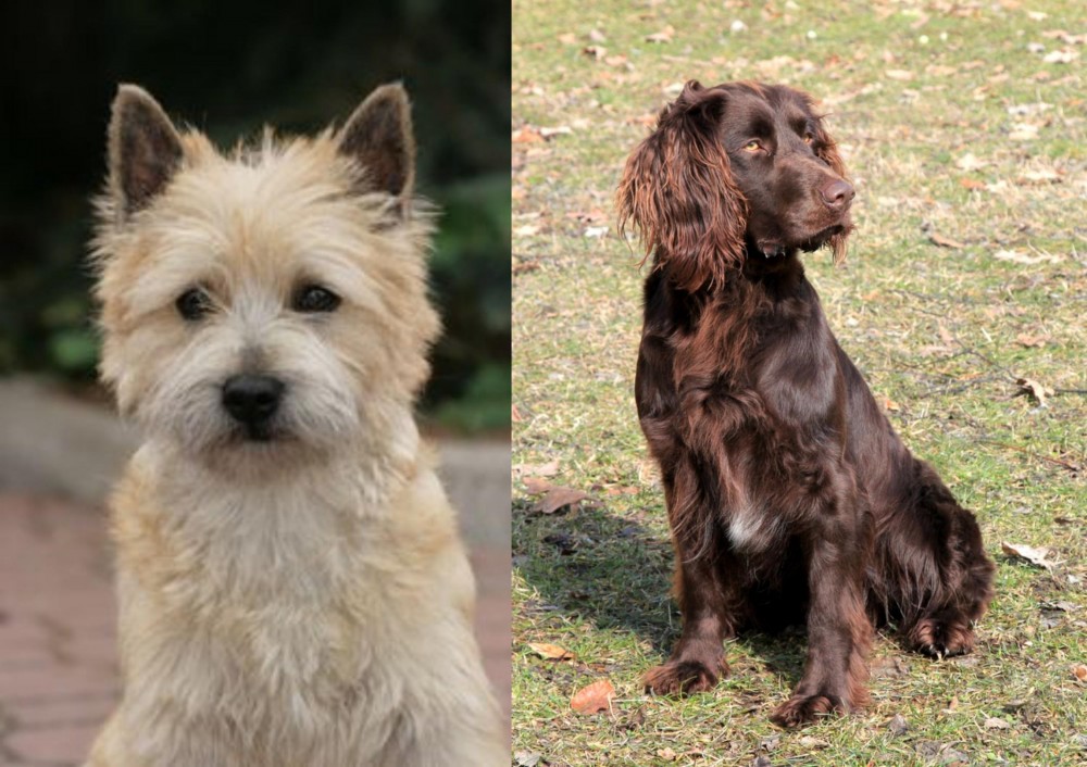German Spaniel vs Cairn Terrier - Breed Comparison