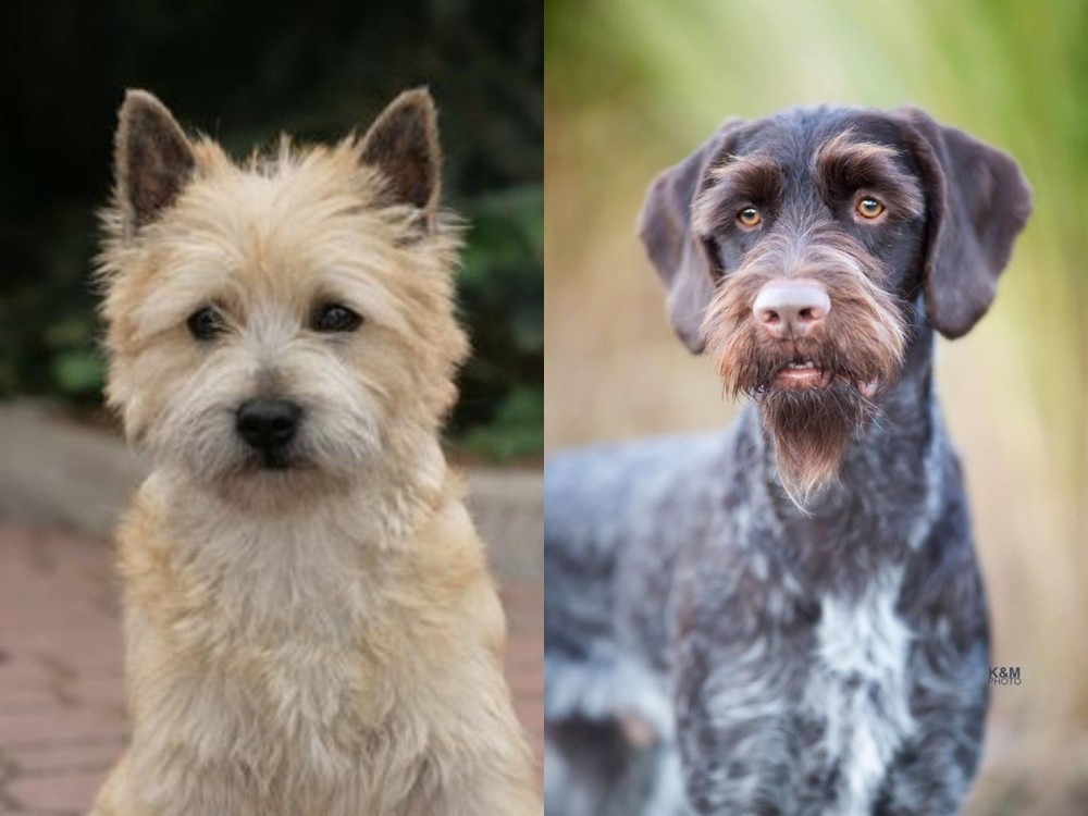German Wirehaired Pointer vs Cairn Terrier - Breed Comparison