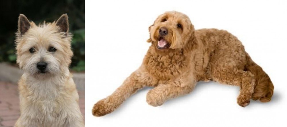 Golden Doodle vs Cairn Terrier - Breed Comparison