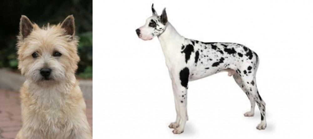 Great Dane vs Cairn Terrier - Breed Comparison