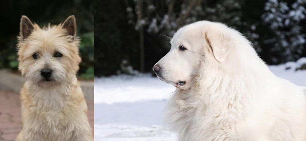 Great Pyrenees vs Cairn Terrier - Breed Comparison