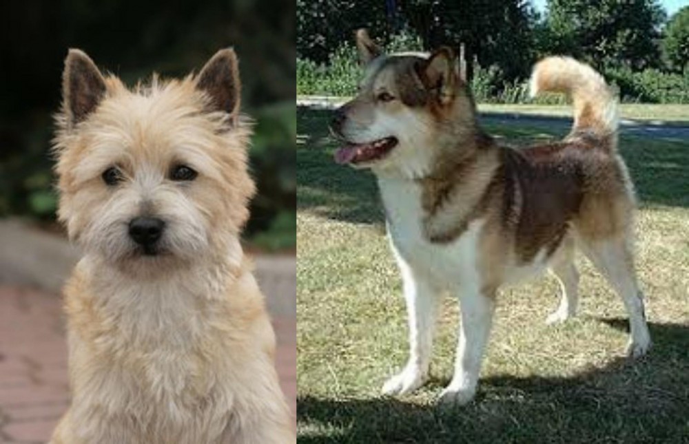 Greenland Dog vs Cairn Terrier - Breed Comparison