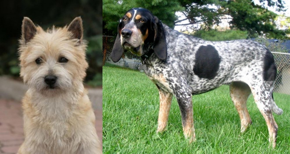 Griffon Bleu de Gascogne vs Cairn Terrier - Breed Comparison