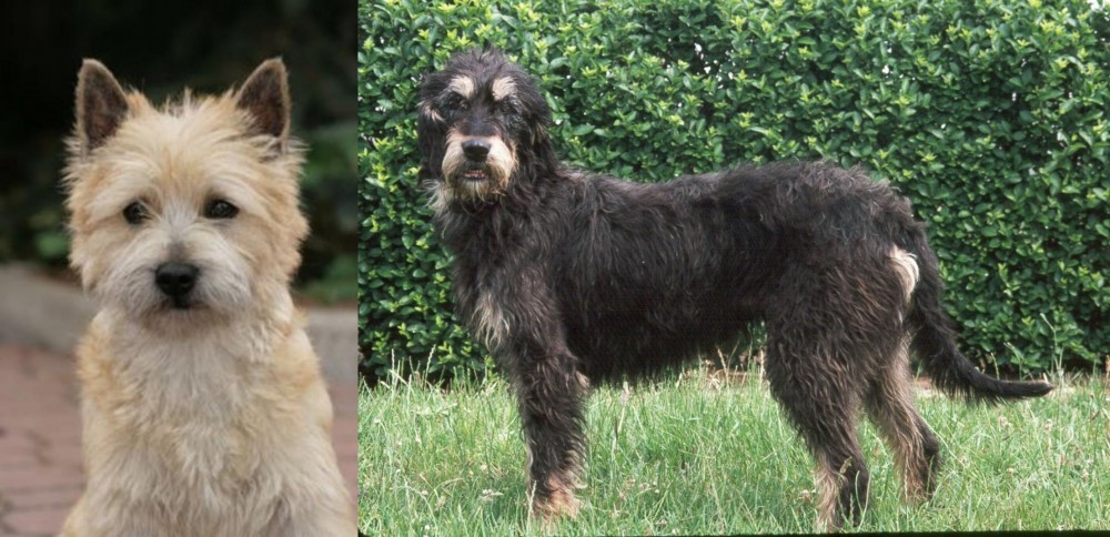 Griffon Nivernais vs Cairn Terrier - Breed Comparison