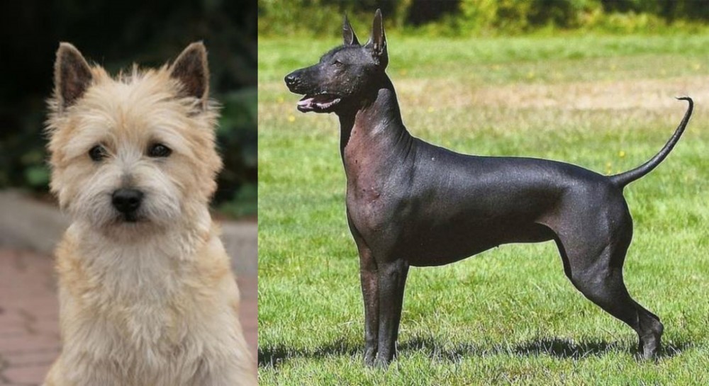 Hairless Khala vs Cairn Terrier - Breed Comparison