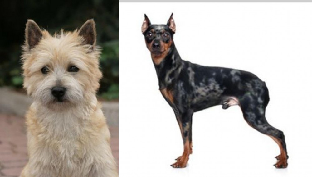 Harlequin Pinscher vs Cairn Terrier - Breed Comparison