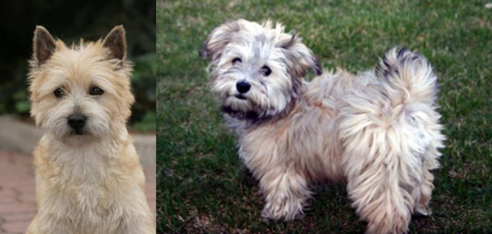 Havapoo vs Cairn Terrier - Breed Comparison