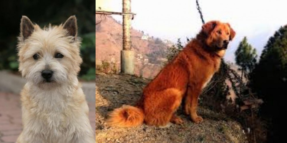 Himalayan Sheepdog vs Cairn Terrier - Breed Comparison
