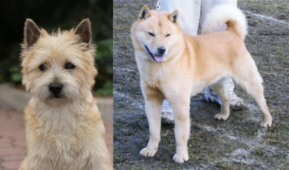 Hokkaido vs Cairn Terrier - Breed Comparison