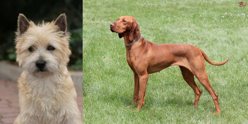 Hungarian Vizsla vs Cairn Terrier - Breed Comparison