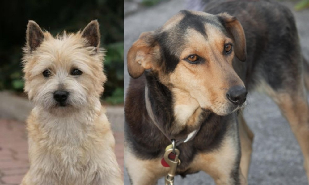 Huntaway vs Cairn Terrier - Breed Comparison