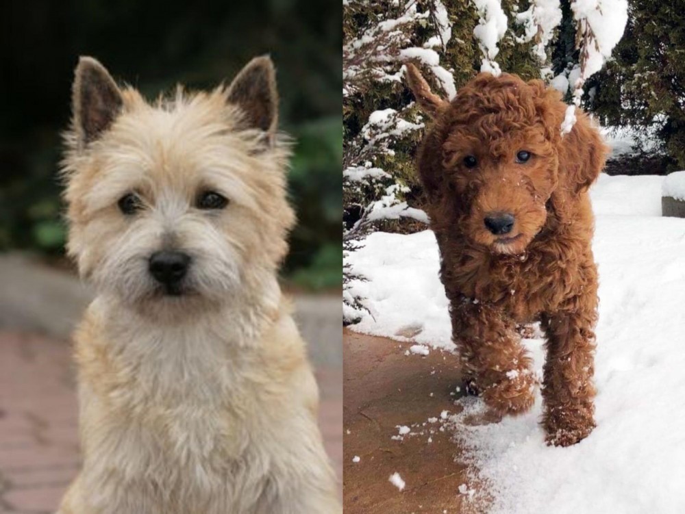Irish Doodles vs Cairn Terrier - Breed Comparison