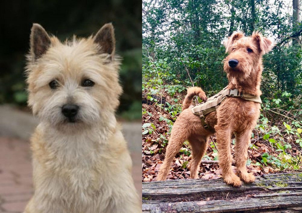 Irish Terrier vs Cairn Terrier - Breed Comparison