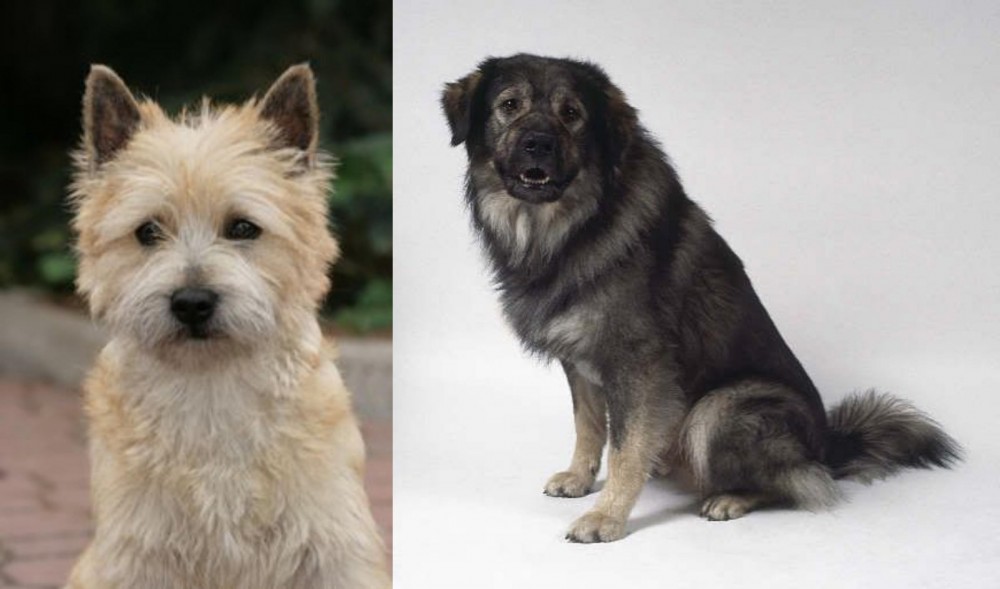 Istrian Sheepdog vs Cairn Terrier - Breed Comparison