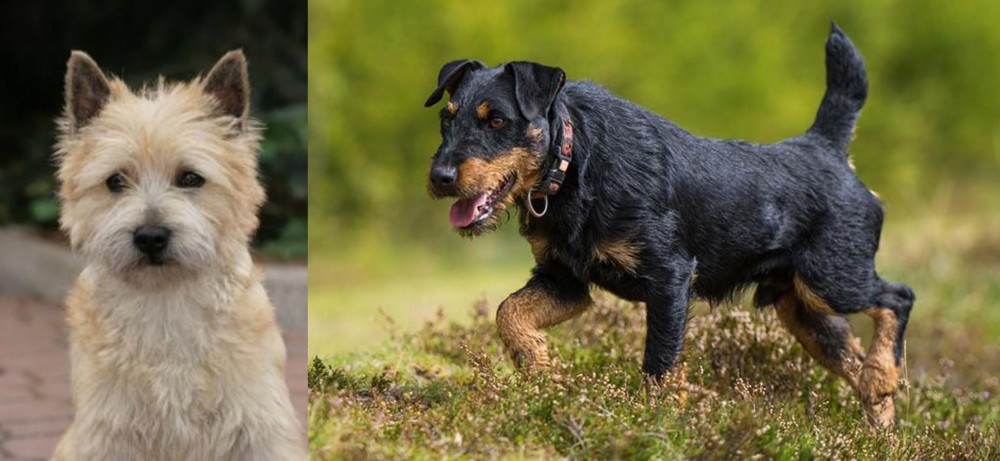 Jagdterrier vs Cairn Terrier - Breed Comparison