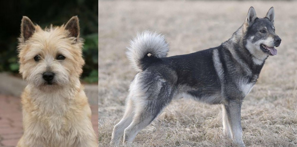 Jamthund vs Cairn Terrier - Breed Comparison