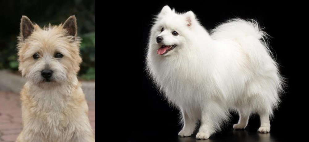 Japanese Spitz vs Cairn Terrier - Breed Comparison