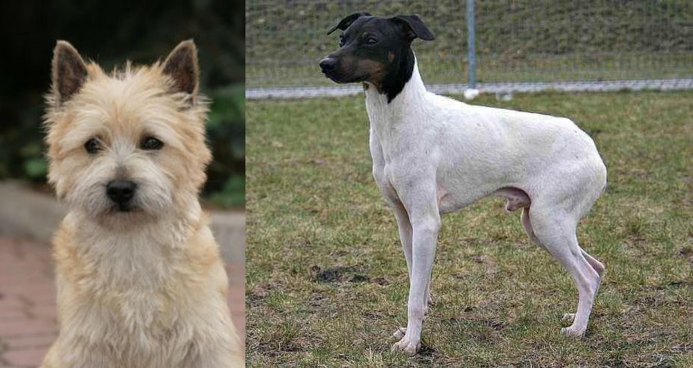 Japanese Terrier vs Cairn Terrier - Breed Comparison