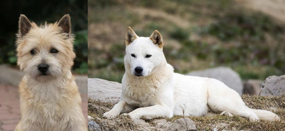 Jindo vs Cairn Terrier - Breed Comparison