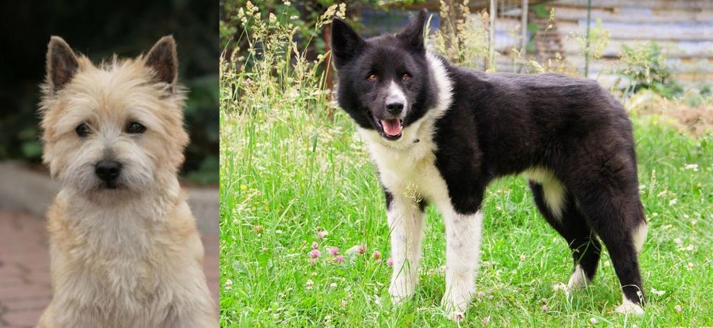 Karelian Bear Dog vs Cairn Terrier - Breed Comparison