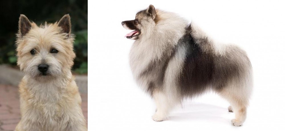 Keeshond vs Cairn Terrier - Breed Comparison
