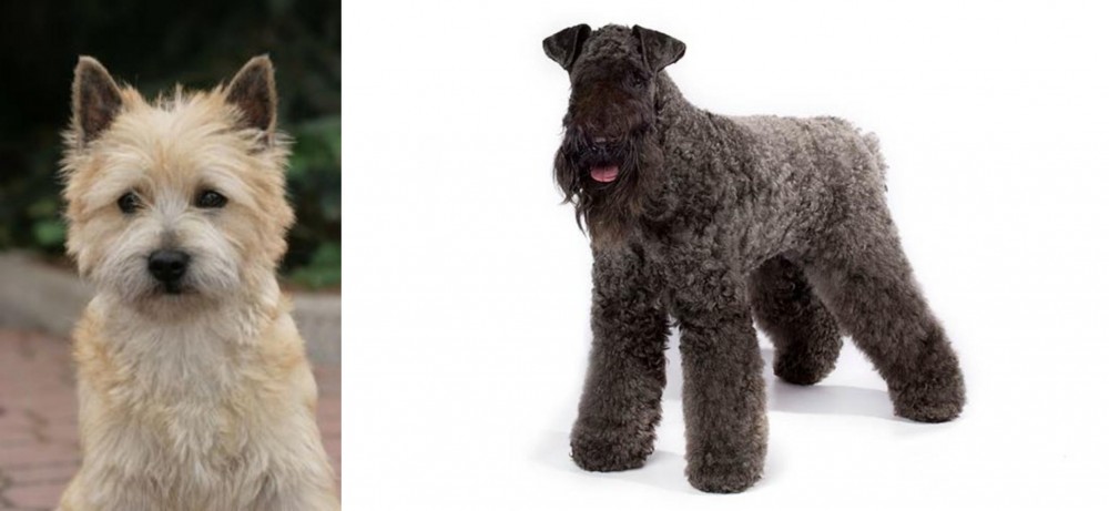 Kerry Blue Terrier vs Cairn Terrier - Breed Comparison