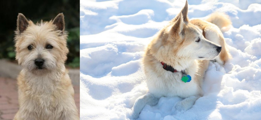 Labrador Husky vs Cairn Terrier - Breed Comparison
