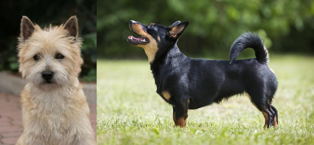 Lancashire Heeler vs Cairn Terrier - Breed Comparison
