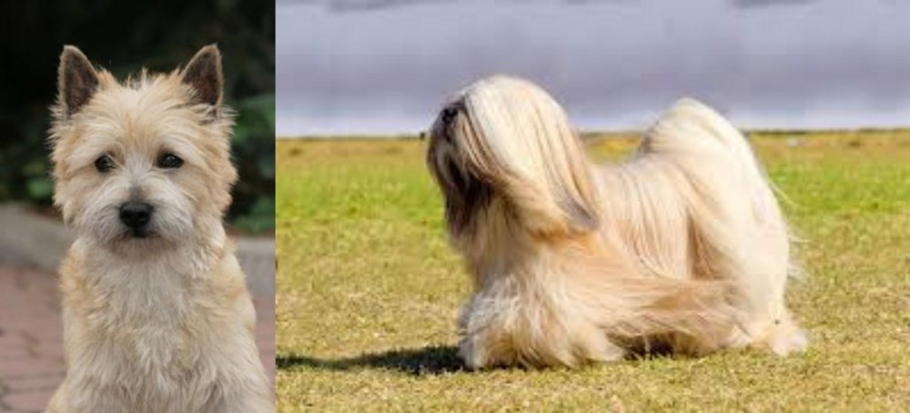 Lhasa Apso vs Cairn Terrier - Breed Comparison
