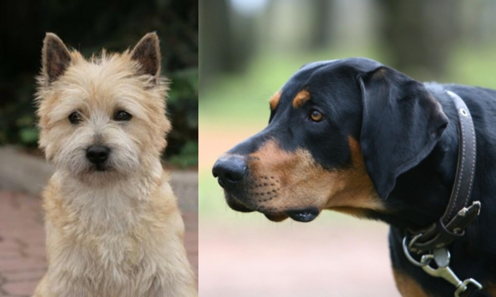 Lithuanian Hound vs Cairn Terrier - Breed Comparison