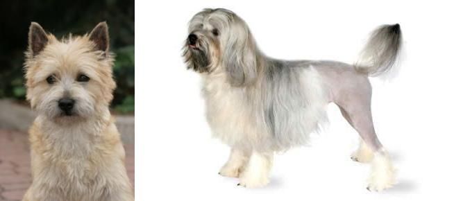 Lowchen vs Cairn Terrier - Breed Comparison